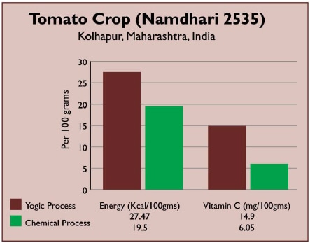 yogic_agriculture_tomato_crop_table