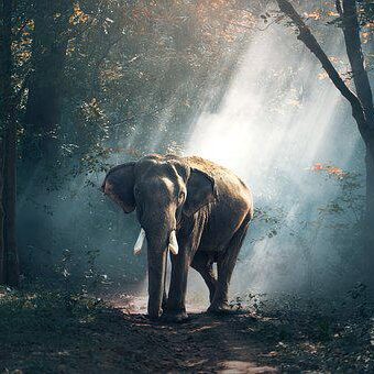 elephant-1822636__340