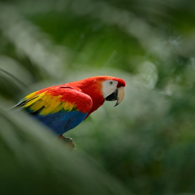 Keywords: rain;tree;america;natural;bird;green;parrot;tropical;red;central;yellow;amazon;south;perch;costa;bright;aviary;feather;macaw;cute;plumage;portrait;wood;wing;beak;macao;forest;brazil;color;blue;colorful;tropic;endangered;ara;fauna;avian;beautiful;branch;wild;nature;pet;exotic;rainbow;eye;scarlet;rica;animal;jungle;wildlife;colourful