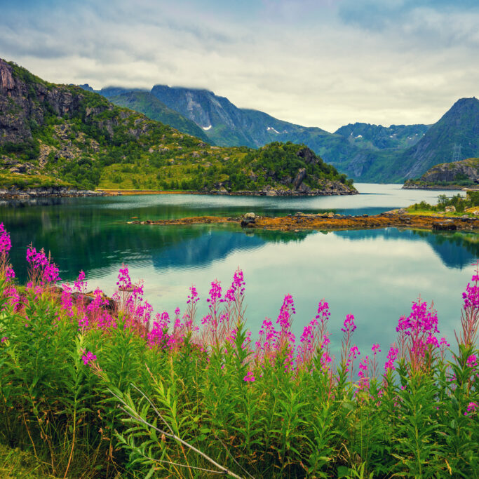 View of the fjord. Rocky seashore with reflection, blue cloudy sky, and blossoming pink flowers. Beautiful nature Norway.